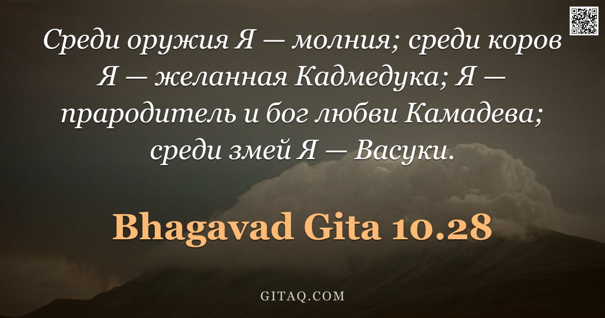 Бхагавад-гита 10.28 — "Среди оружия Я — молния; среди коров Я — желанная Кадмедука; Я — прародитель и бог любви Камадева; с"