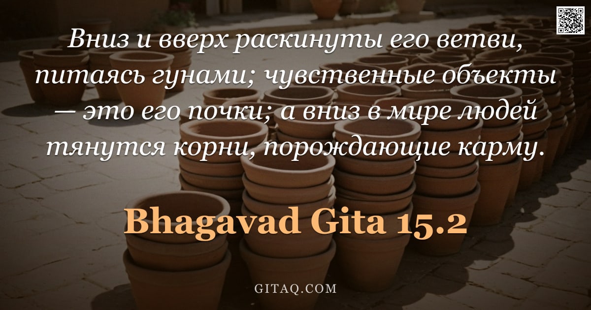 Бхагавад-гита 15.2 — "Вниз и вверх раскинуты его ветви, питаясь гунами; чувственные объекты — это его почки; а вниз в мире"