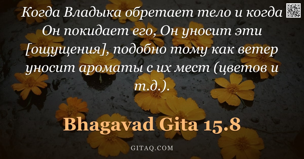 Бхагавад-гита 15.8 — "Когда Владыка обретает тело и когда Он покидает его, Он уносит эти [ощущения], подобно тому как вете"