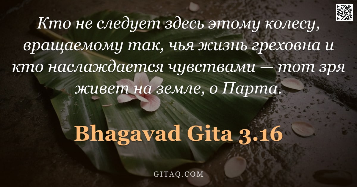 Бхагавад-гита 3.16 — "Кто не следует здесь этому колесу, вращаемому так, чья жизнь греховна и кто наслаждается чувствами —"