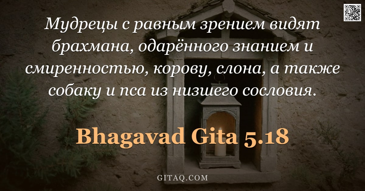 Бхагавад-гита 5.18 — "Мудрецы с равным зрением видят брахмана, одарённого знанием и смиренностью, корову, слона, а также с"